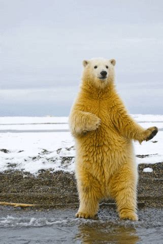 giphy bear|funny bear gifs.